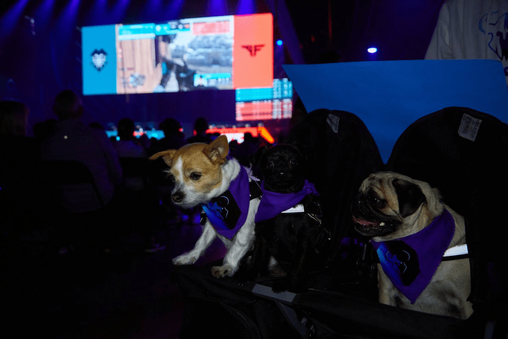 Call of Duty League dogs