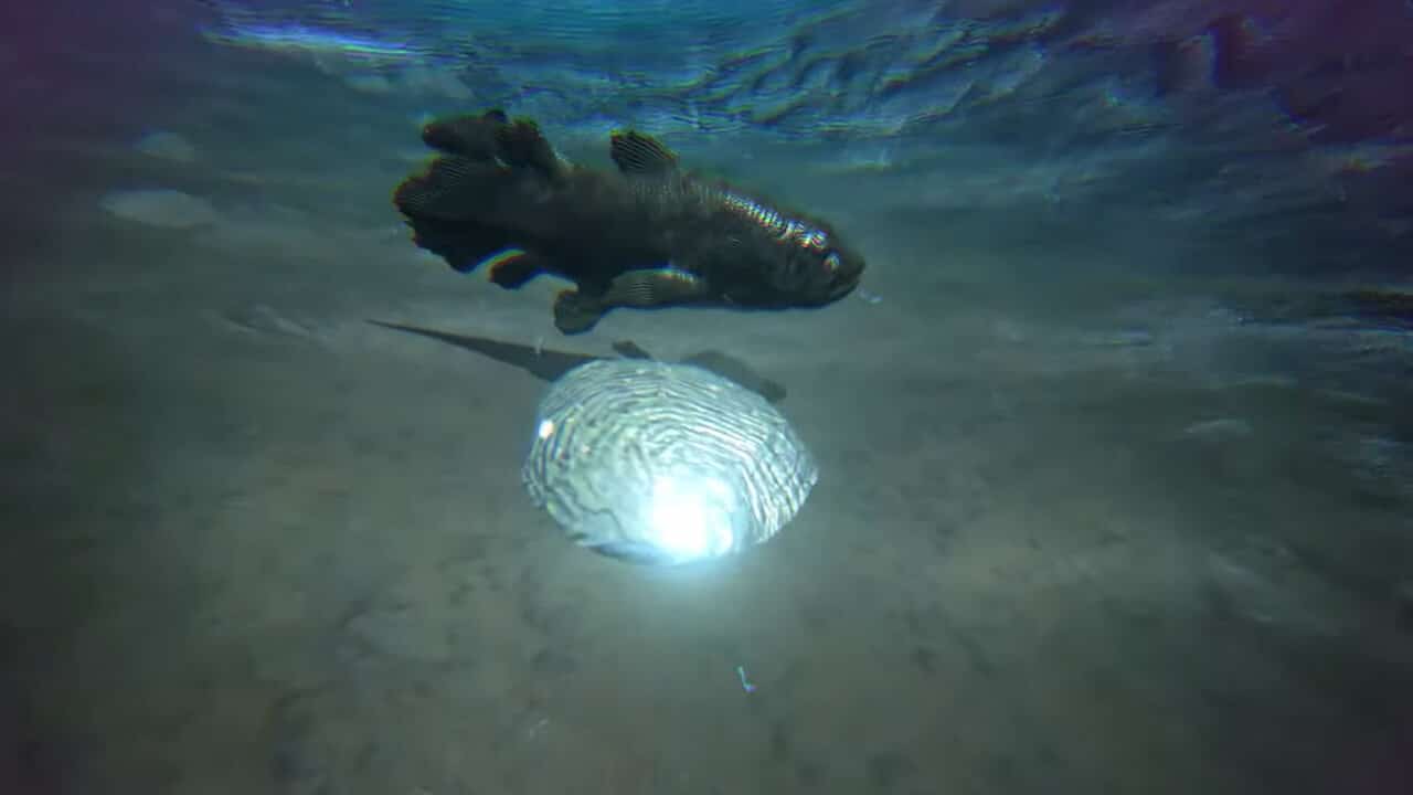 ARK Survival Ascended Silica Pearls location