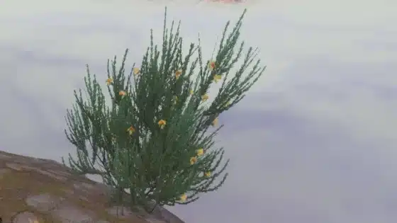 How to Get Enshrouded Rooibos